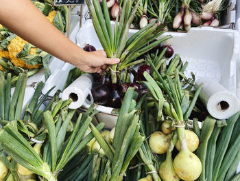 Hand of the woman picking up fresh green onion at the local farmers market in copenhagen denmark