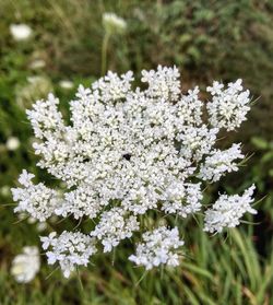 Close-up of white flowers growing on tree