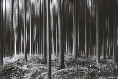 Trees in forest at night