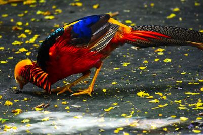 Close-up of duck on a red flower