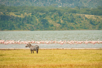 A zebra amidst flamingos at lake elementaita at soysambu conservancy in naivasha, kenya