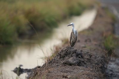 High angle view of gray heron perching on rock