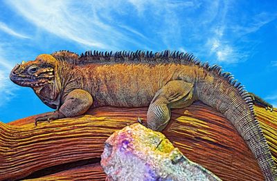 Close-up of turtle against sky