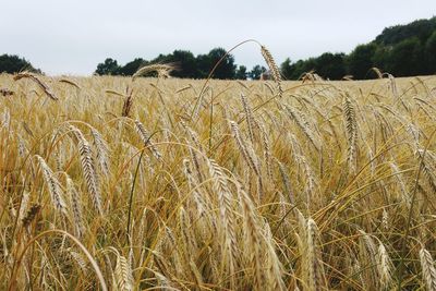 Wheat on field against sky