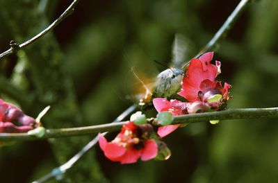 Close-up of butterfly on pink flower