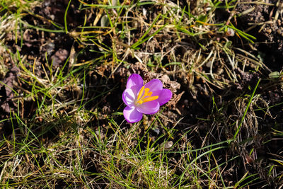 High angle view of purple crocus flowers on field