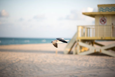 Seagull flying over beach against sky