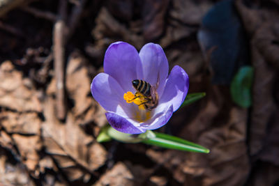 Close-up of purple crocus flower