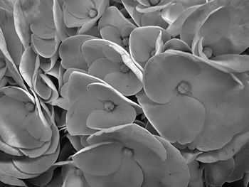Full frame shot of flowering plants