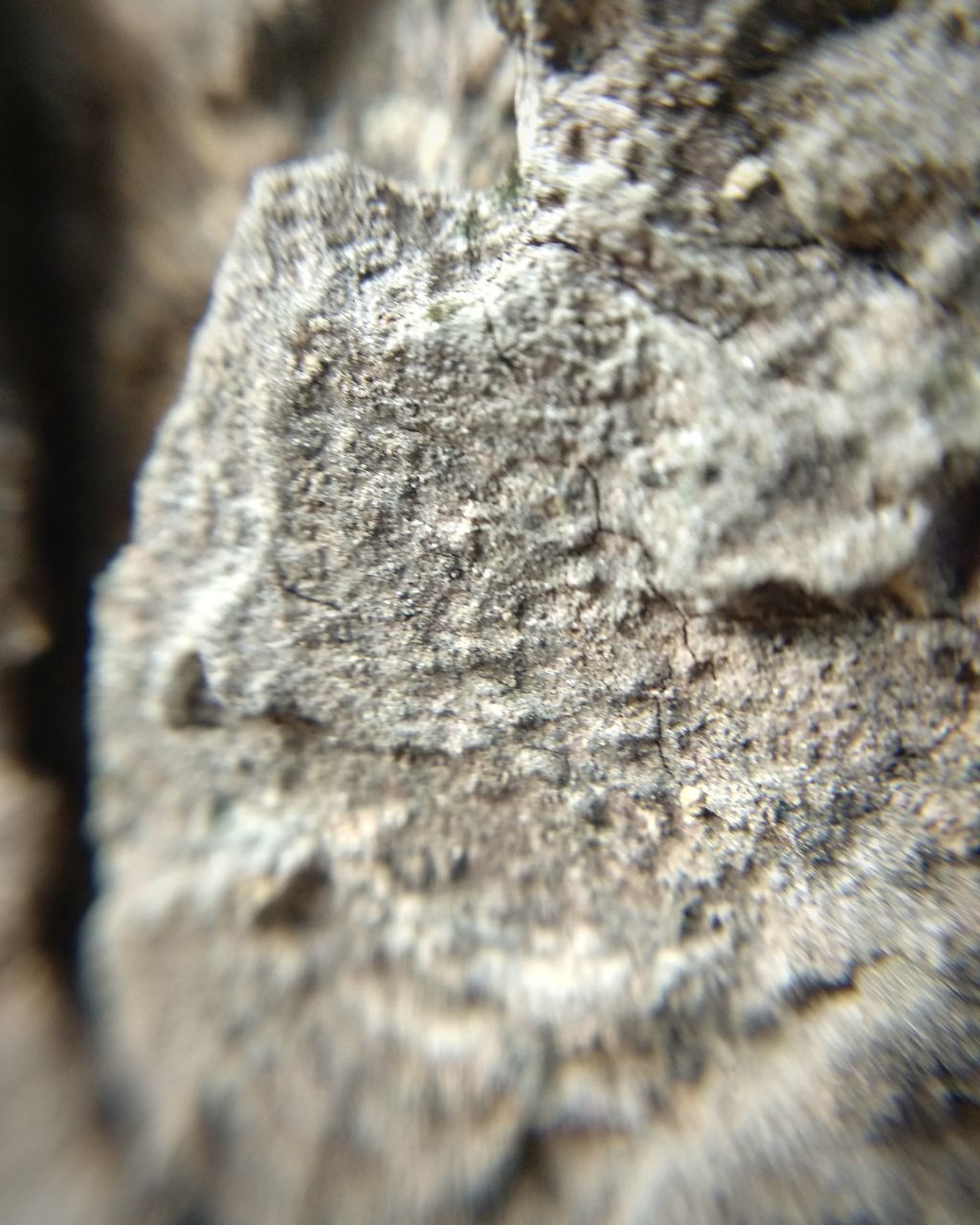 FULL FRAME SHOT OF A TREE TRUNK