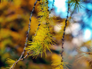 Close-up of yellow flowering plant