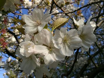 Low angle view of apple blossoms in spring