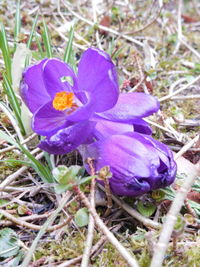 Close-up of purple crocus blooming on field