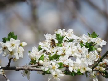 Close-up of bee on white cherry blossom