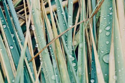 Full frame shot of raindrops on leafs 