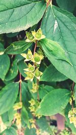 High angle view of plant leaves