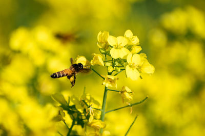 Close-up of bee pollinating on yellow flower