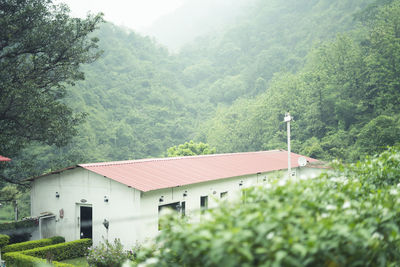 House amidst trees and mountains in forest