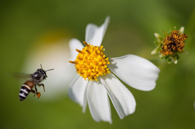 Close-up of bee hovering by white flower