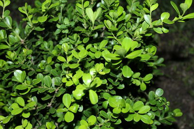 Full frame shot of fresh green plants