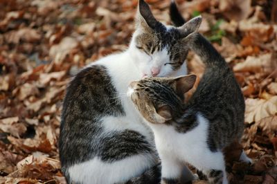 Close-up of cats