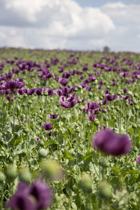 Close-up of purple flowering plants on field