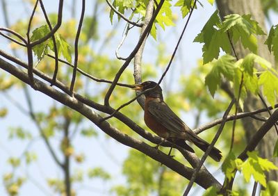 Low angle view of bird perching on tree against sky