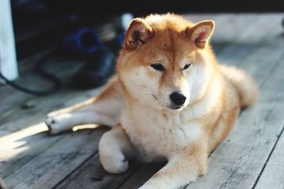 Close-up of dog sitting on hardwood floor