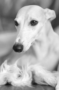 Close-up portrait of dog