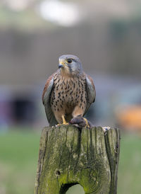 Male kestrel, falco tinnunculus, perched on a gate post