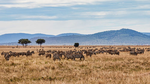 A typical wildlife scene in serengeti national park tanzania