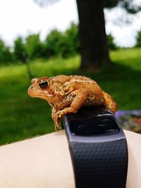 Close-up of tree frog 