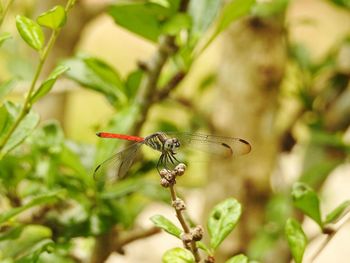 Close-up of insect on plant