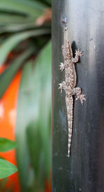 Close-up of lizard on plant