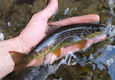 High angle view of hand holding fish