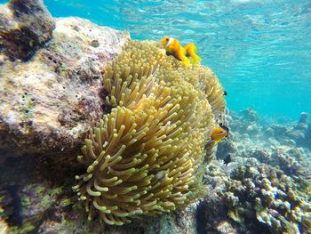 View of coral in sea