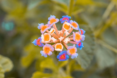 Close-up of flowering plant