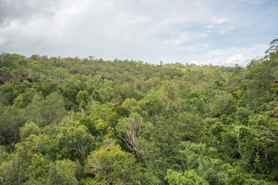 Scenic view of forest against sky