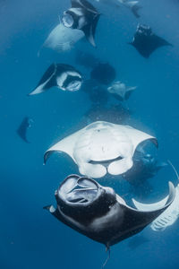 Wide angle view of a school of manta rays, in baa atoll ,madives