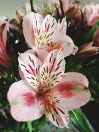 Close-up of fresh pink flower