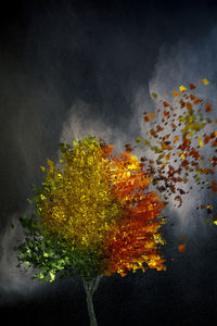 Close-up of yellow tree against black background