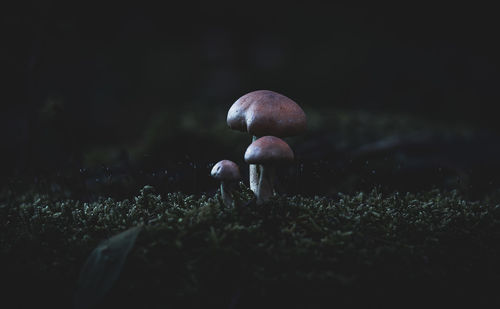 Close-up of snail on field