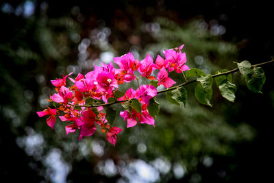 Close-up of pink flowers on branch