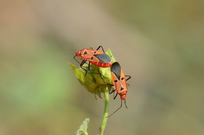 Close-up of insect on plant