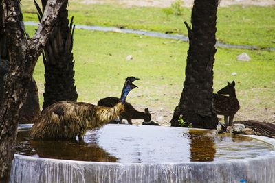 Birds in lake