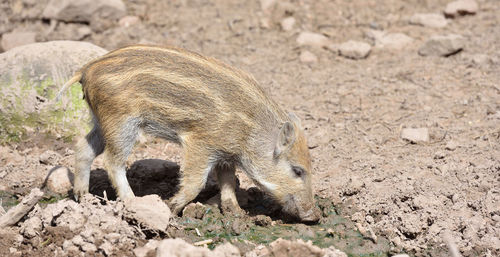 Little young piggy picking his nose in dirty soil