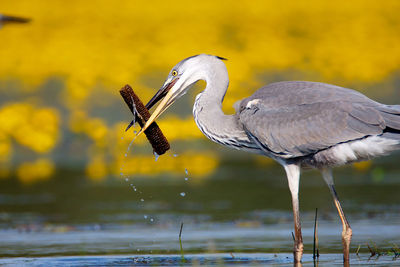 View of a bird in water