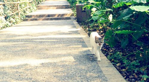 Walkway amidst trees and plants