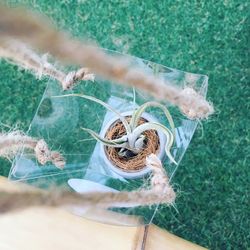 High angle view of potted plant hanging over grassy field