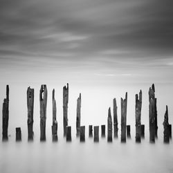 Wooden stumps in lake covered with fog
